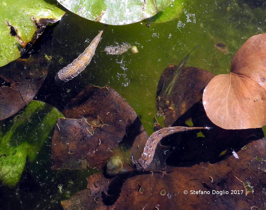 larve di Stratiomyidae ?   S. cfr. Stratiomys sp.